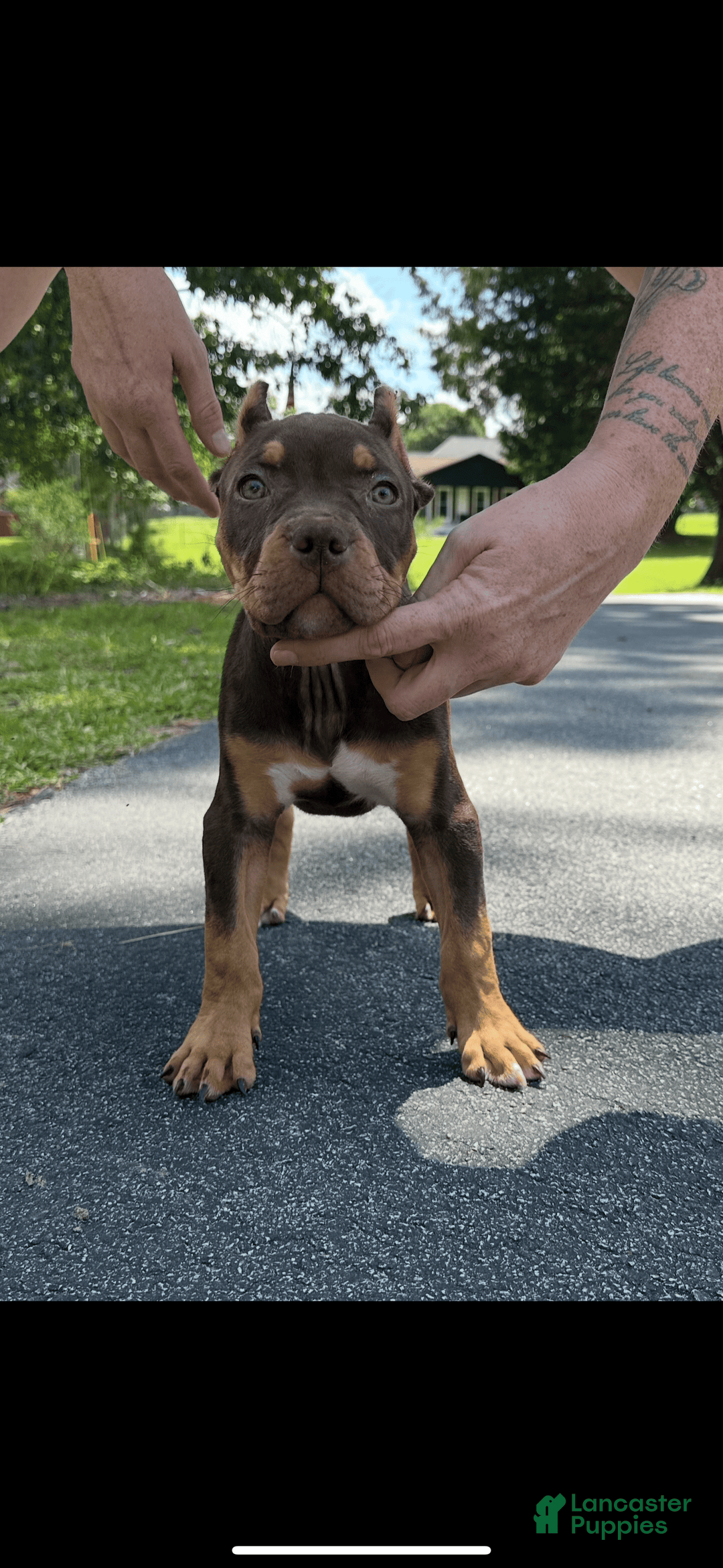 American Bully dogs for sale: Ms Rose - Image 5