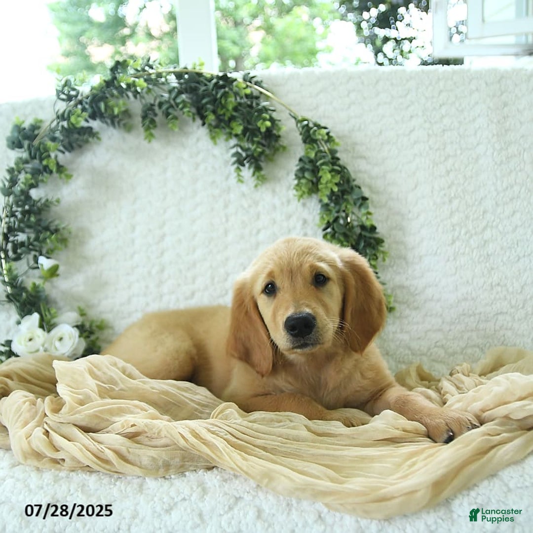 Golden Retriever dogs for sale: Ava - Image 12