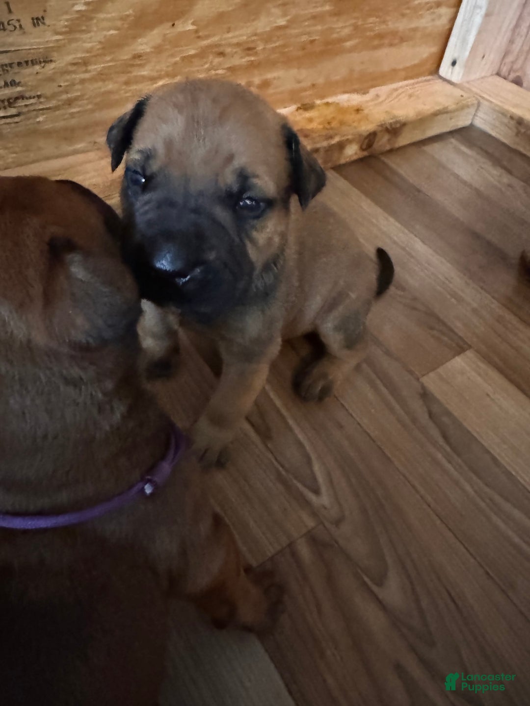 Bullmastiff dogs for sale: Puppy2 - Image 1