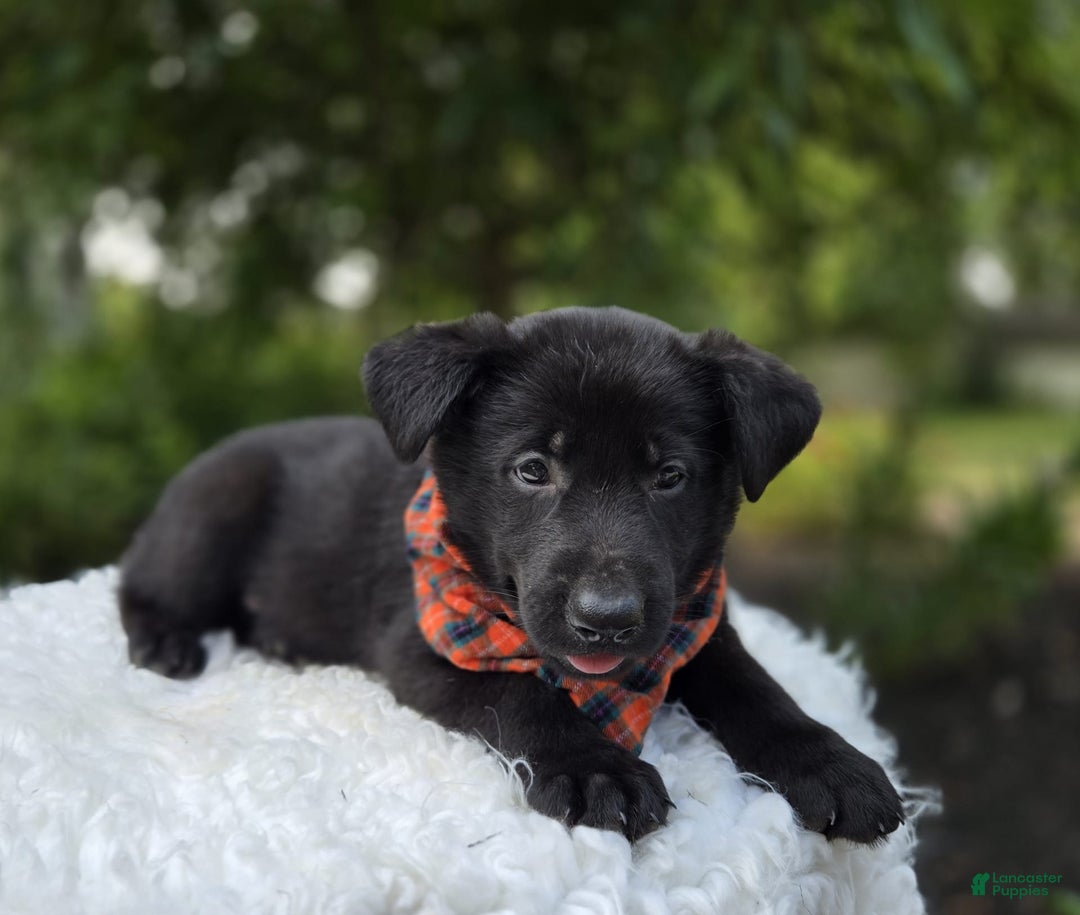German Shepherd dogs for sale: Rowdy - Image 6
