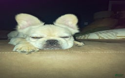 French Bulldog dogs for sale: Whiskey - Image 3