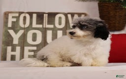 Havapoo dogs for sale: Calvin - Image 1