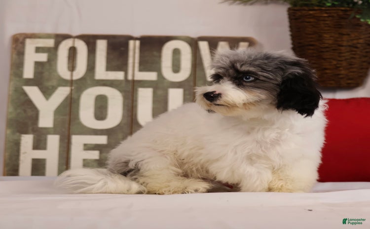 Havapoo dogs for sale - Ad 2