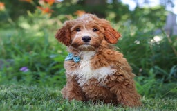 Mini Goldendoodle dogs for sale: Yellow Collar - Image 9