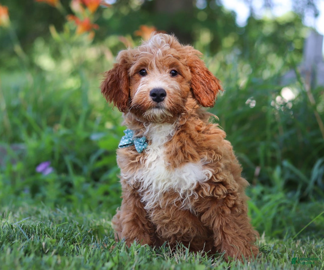 Mini Goldendoodle dogs for sale: Yellow Collar - Image 9