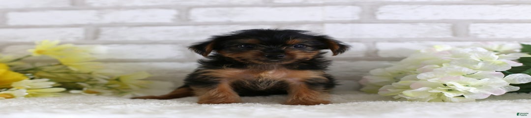 Gracie