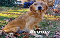 Golden Retriever dogs for sale: Rhette - Image 5