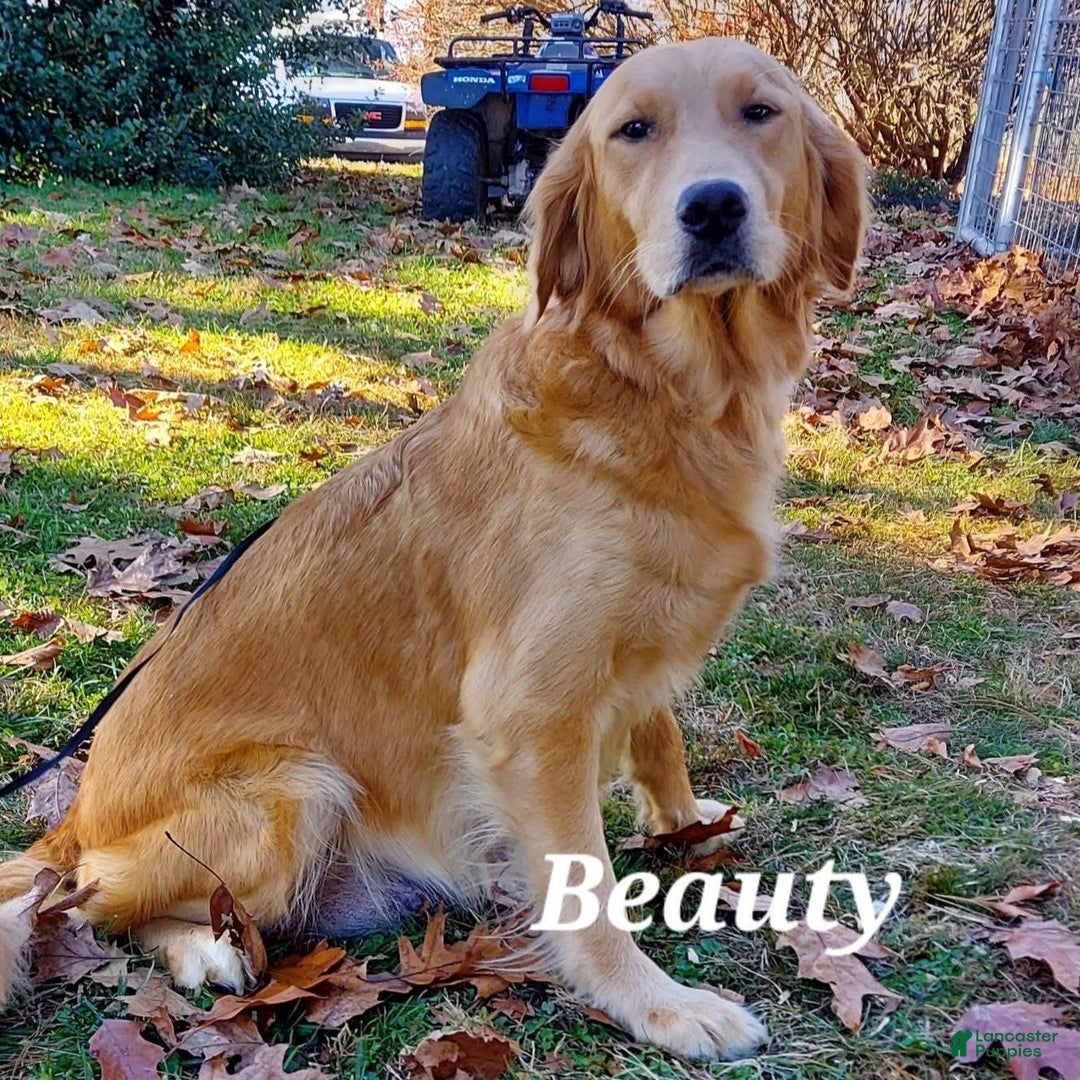 Golden Retriever dogs for sale: Rhette - Image 5