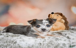 Chihuahua dogs for sale: Callie - Image 8