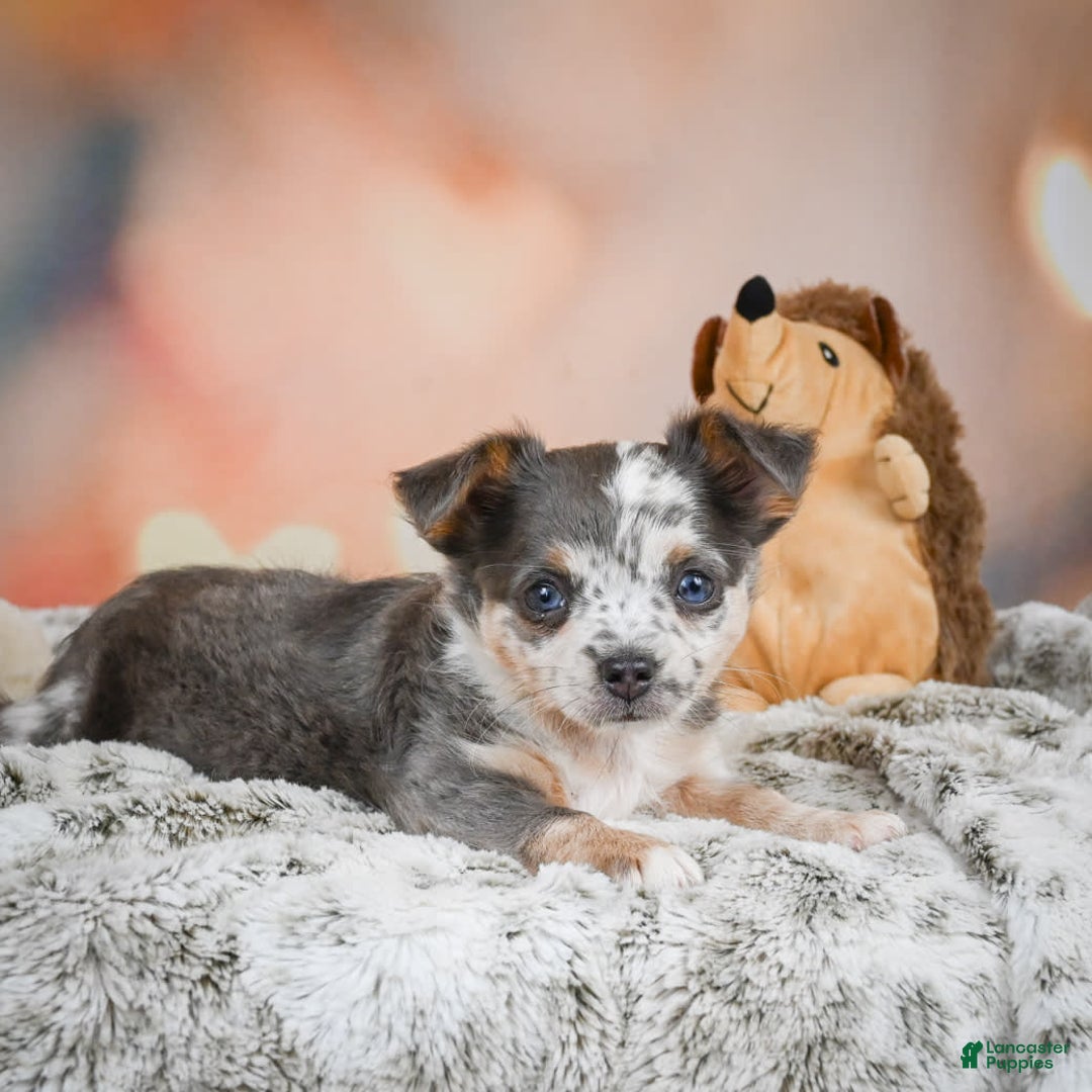 Chihuahua dogs for sale: Callie - Image 8