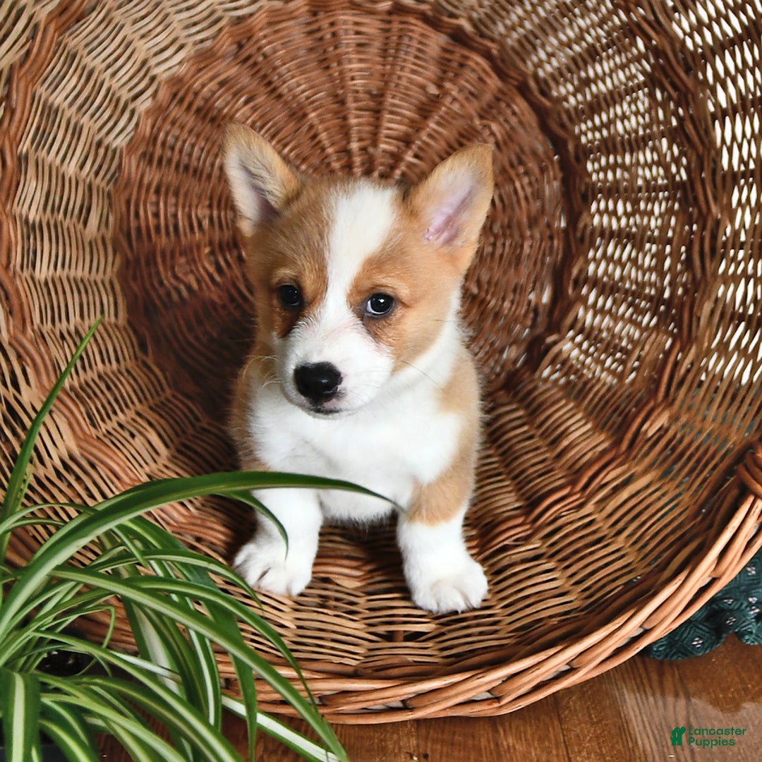 Welsh Corgi Pembroke dogs for sale: Will - Image 1