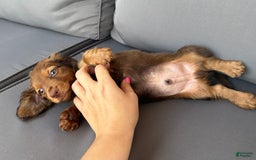 Miniature Dachshund dogs for sale: Rusty - Image 5
