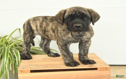 English Mastiff dogs for sale: Mr Grizzle - Image 7