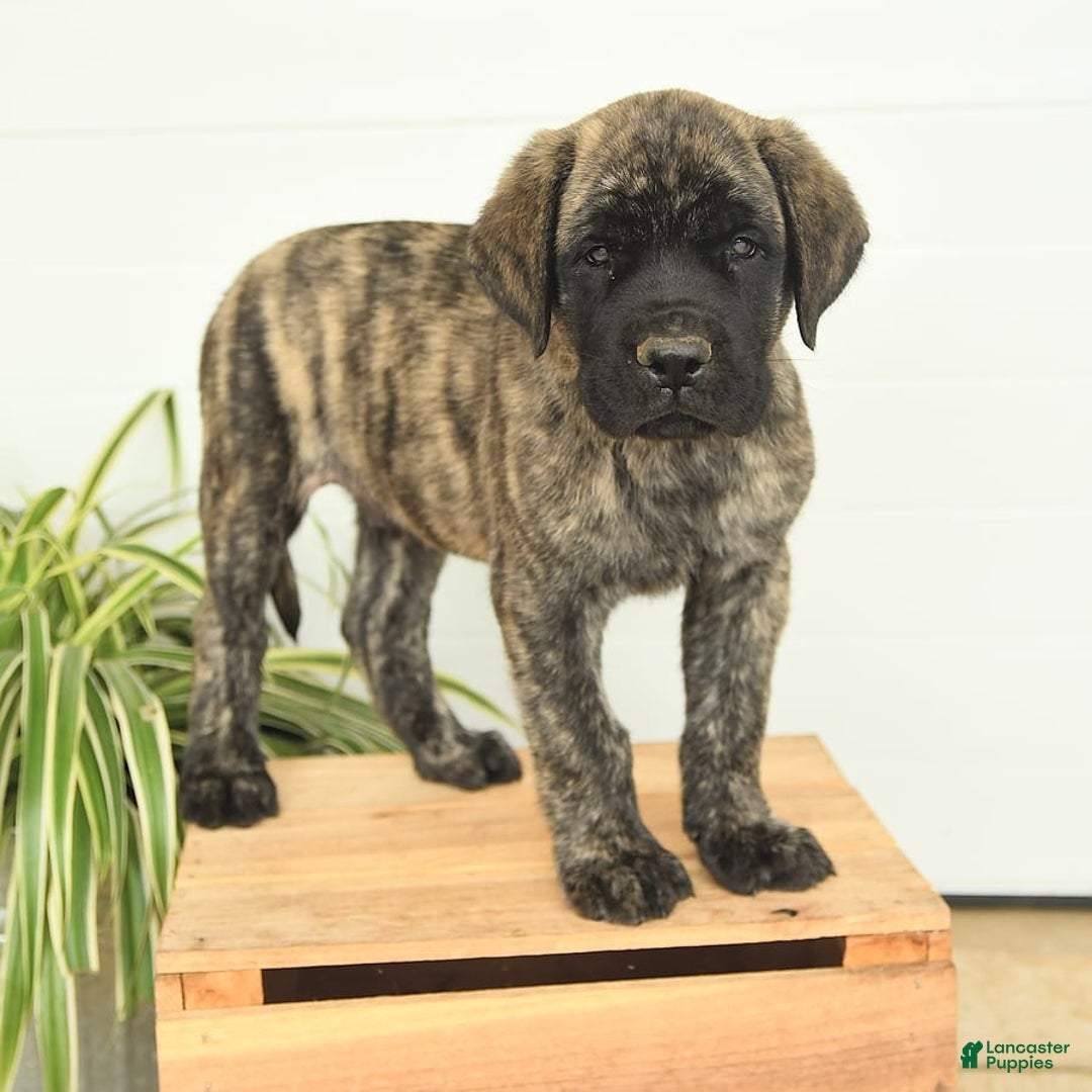 English Mastiff dogs for sale: Mr Grizzle - Image 7