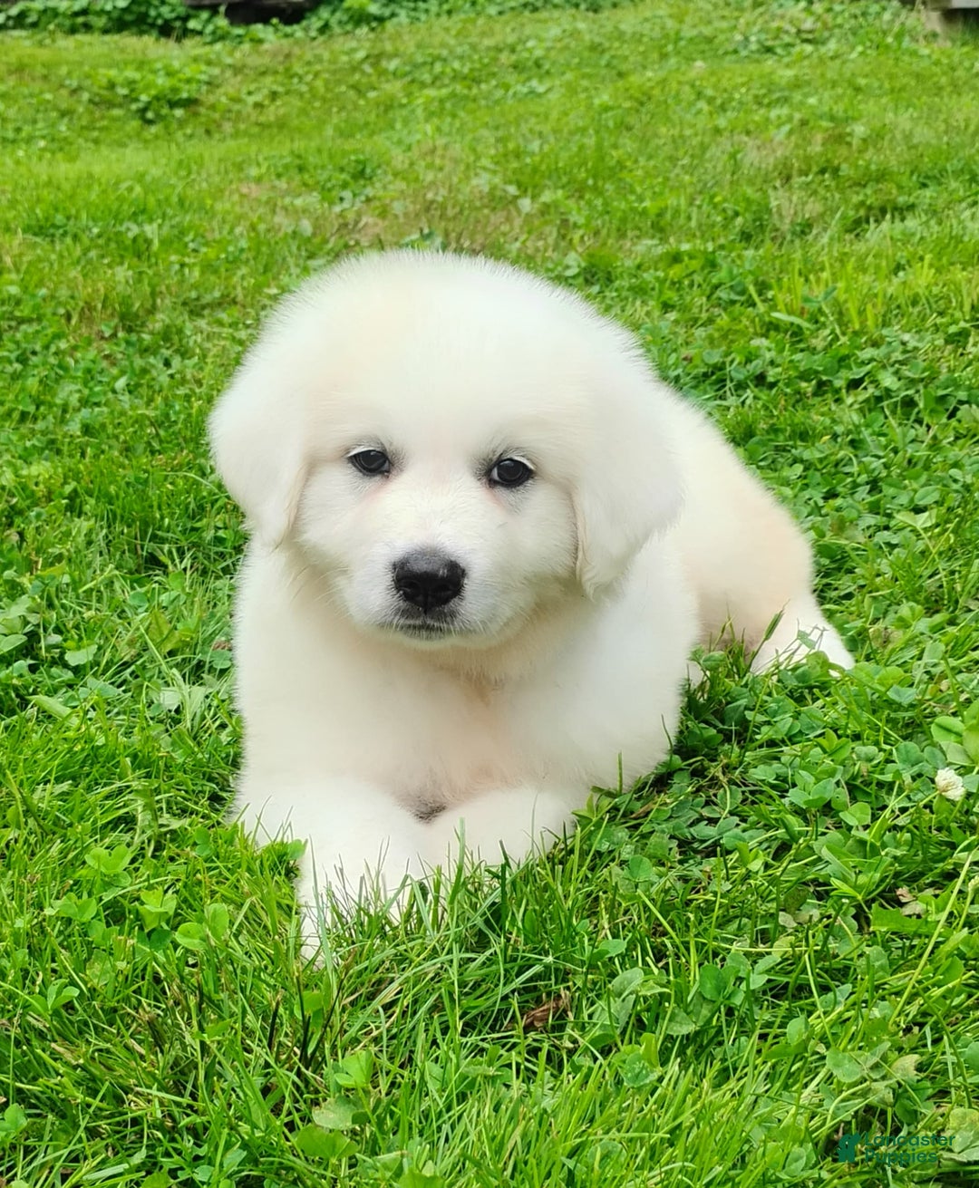 Great Pyrenees dogs for sale: Holly - Image 11