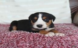 Greater Swiss Mountain Dog dogs for sale: Copper - Image 1