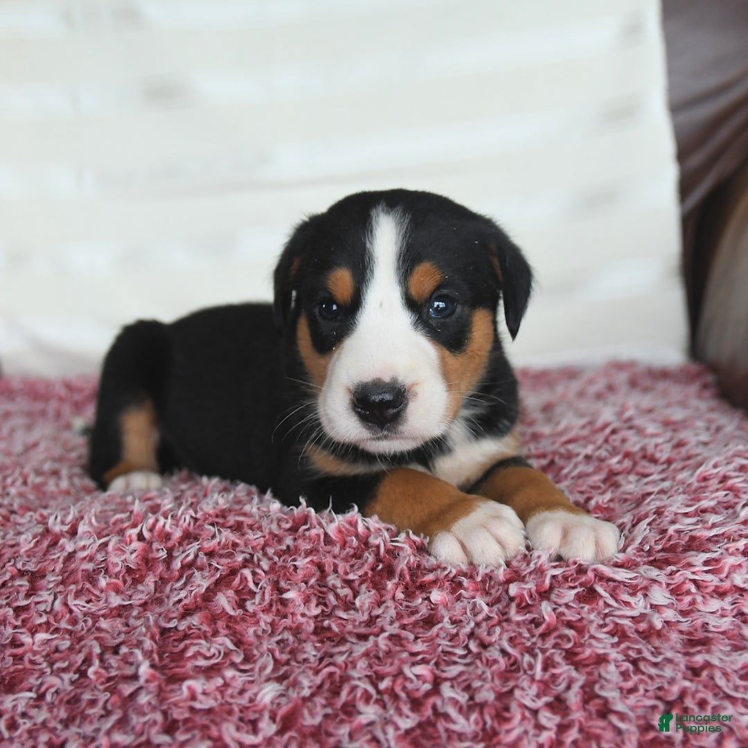 Greater Swiss Mountain Dog dogs for sale: Copper - Image 1