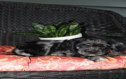 Cocker Spaniel dogs for sale: Oceon - Image 12