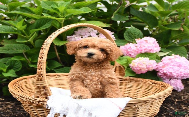 Cavapoo dogs for sale - Ad 1