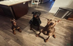 Doberman Pinscher dogs for sale: Thunder - Image 2