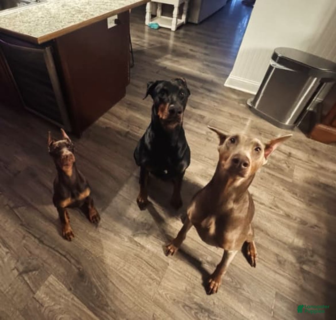 Doberman Pinscher dogs for sale: Thunder - Image 2