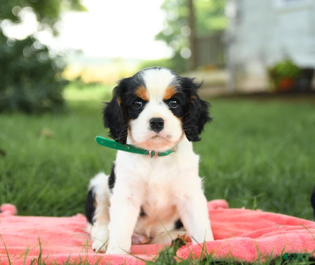 Cockalier dogs for sale: Champion - Image 10