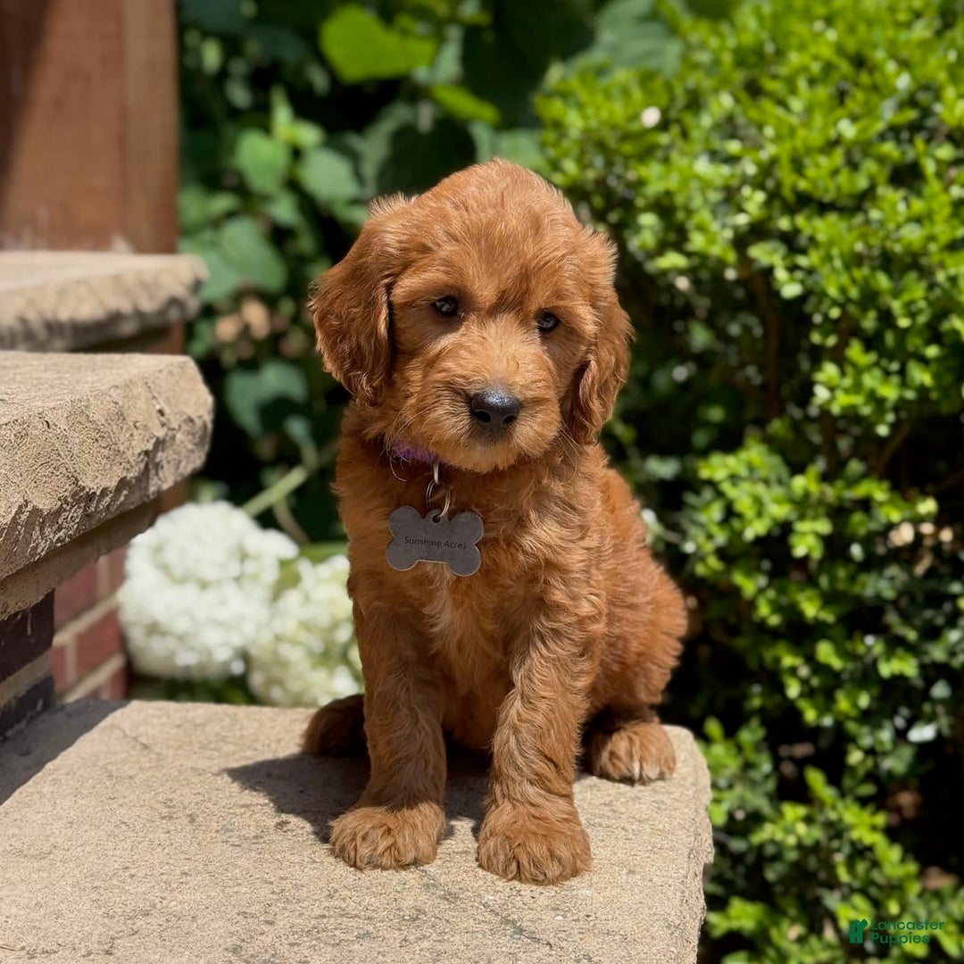 Goldendoodle dogs for sale: Lucy - Image 7