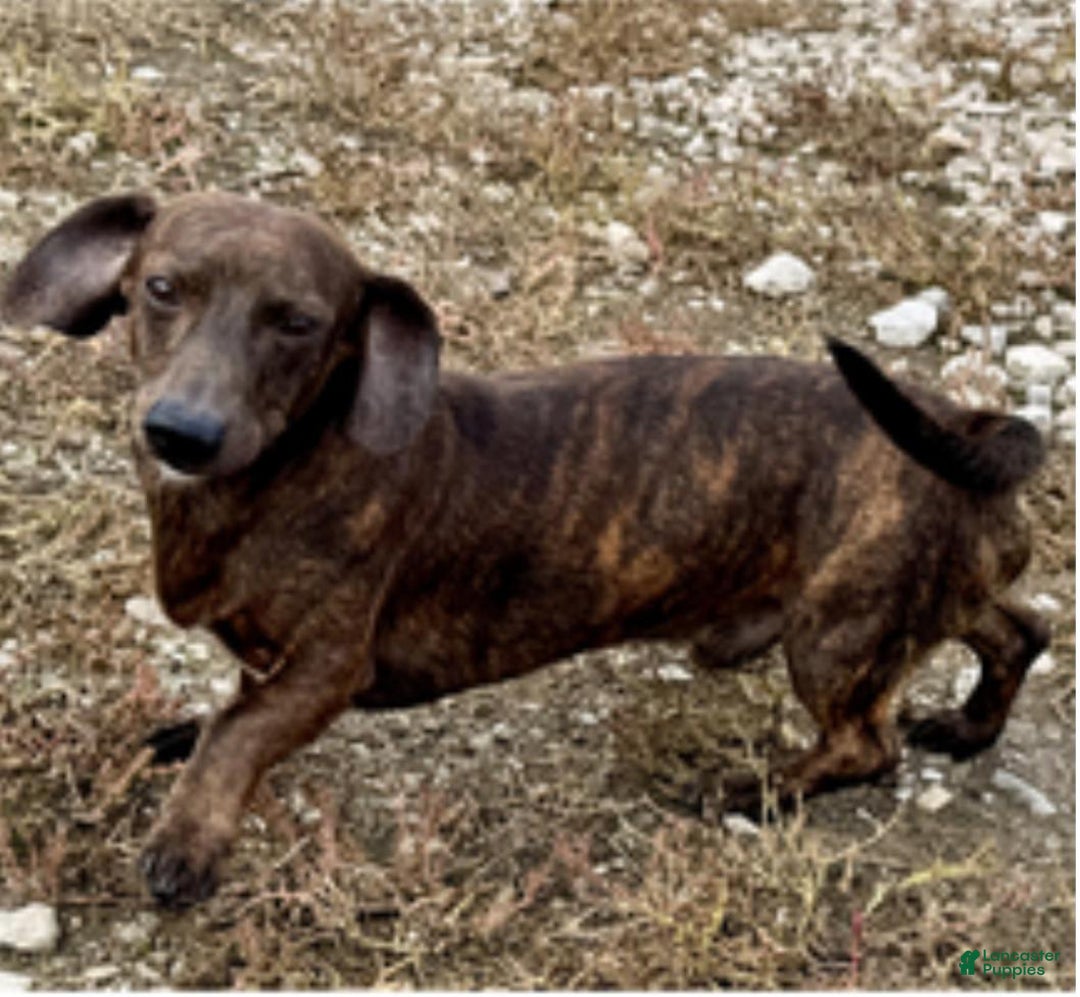 Dachshund dogs for sale: Izekial - Image 6