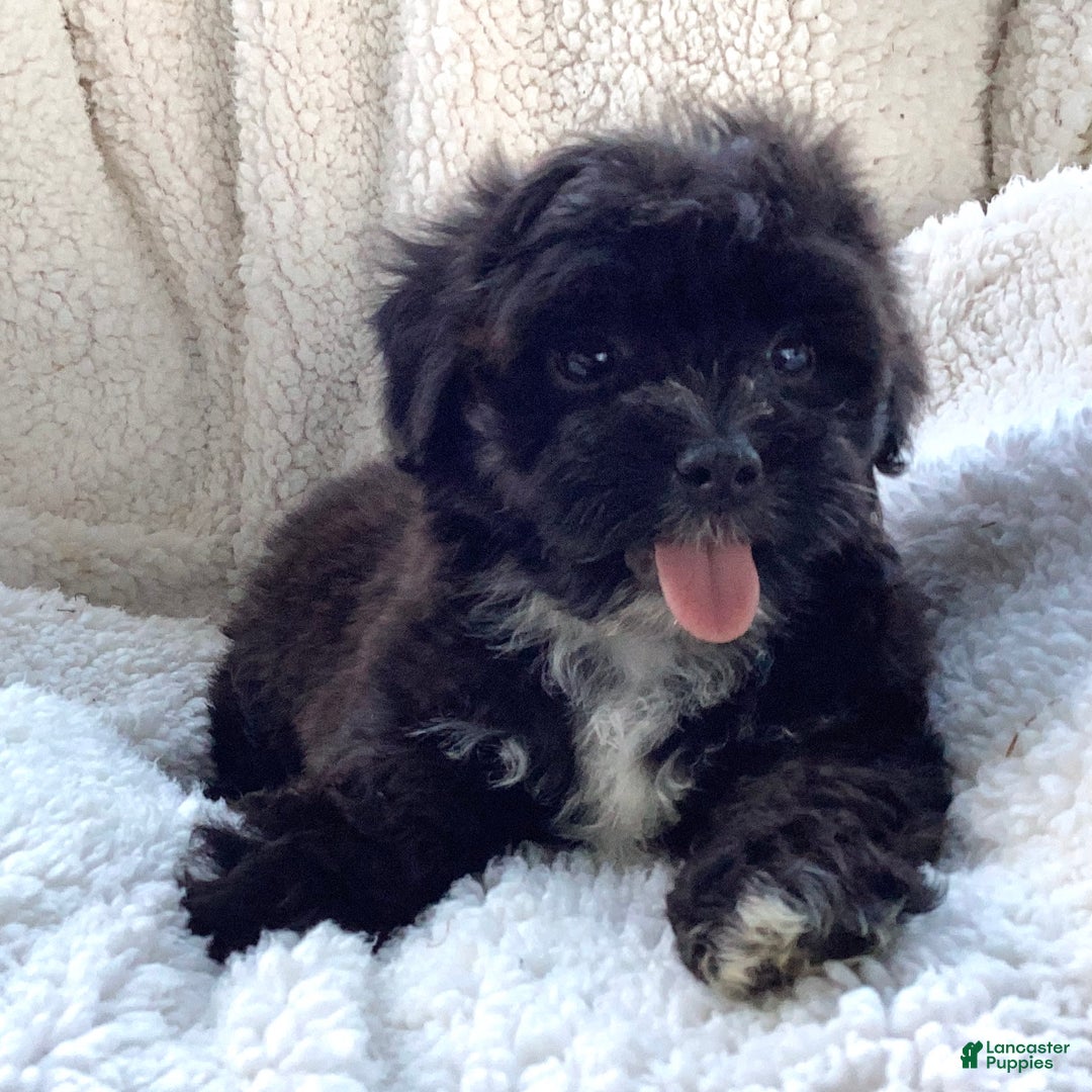 Havapoo dogs for sale: Ace - Image 5