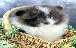 Pomeranian dogs for sale: Ash - Image 5
