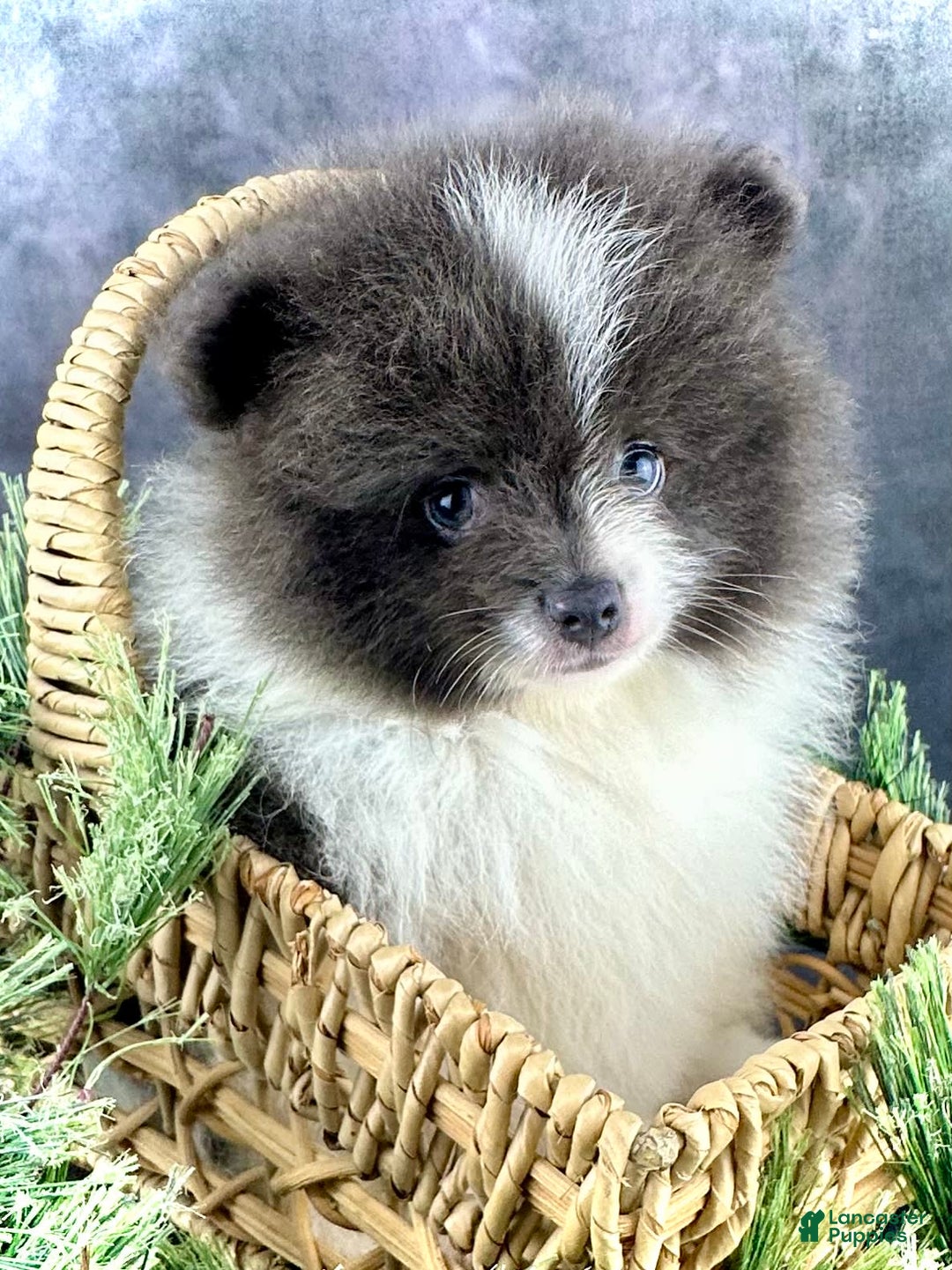 Pomeranian dogs for sale: Ash - Image 5
