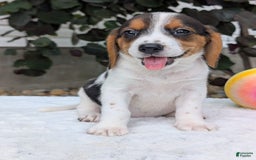 Beagle dogs for sale: Bella - Image 7