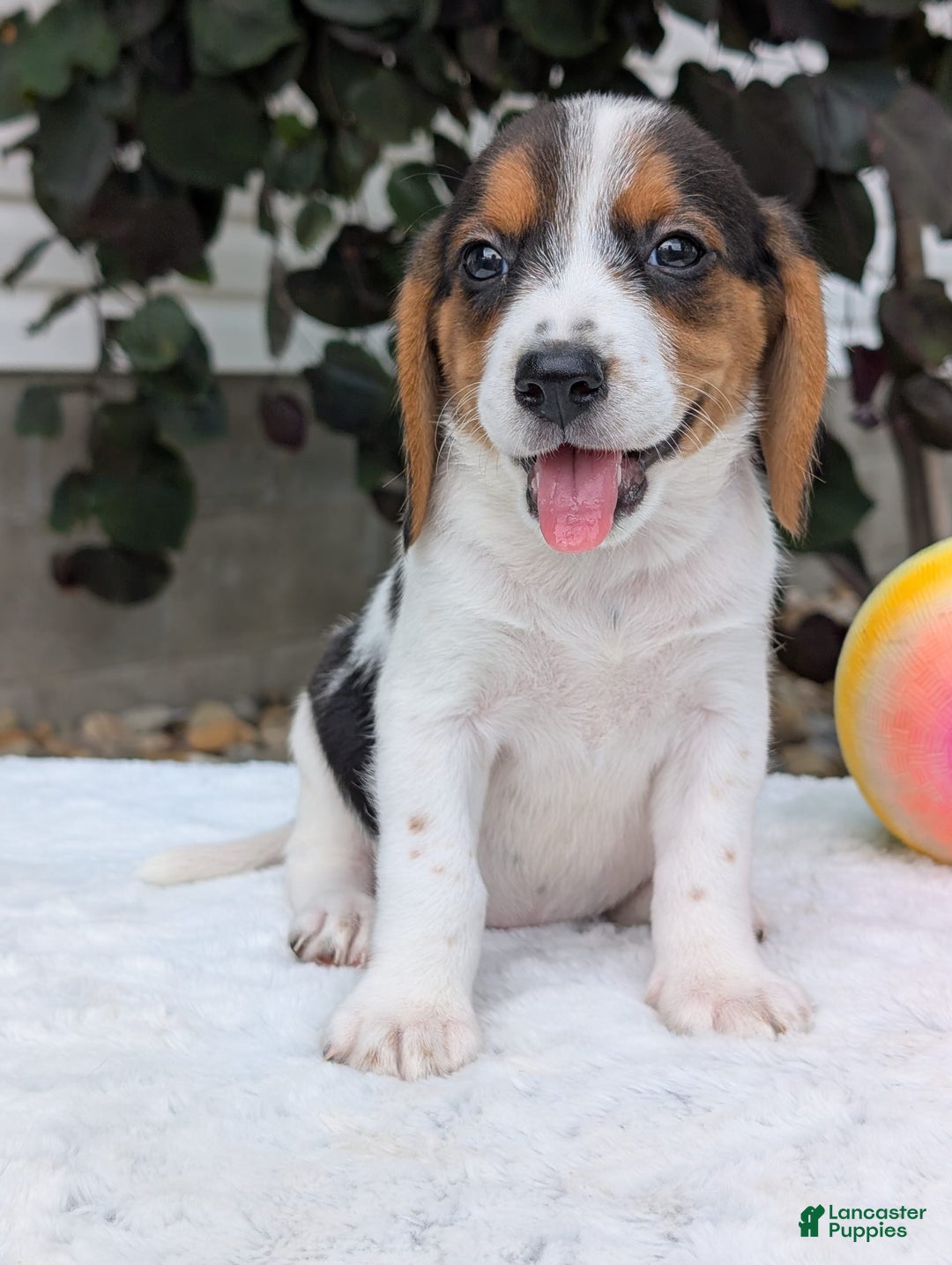 Beagle dogs for sale: Bella - Image 7