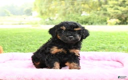 Miniature Poodle dogs for sale: Ellie - Image 5