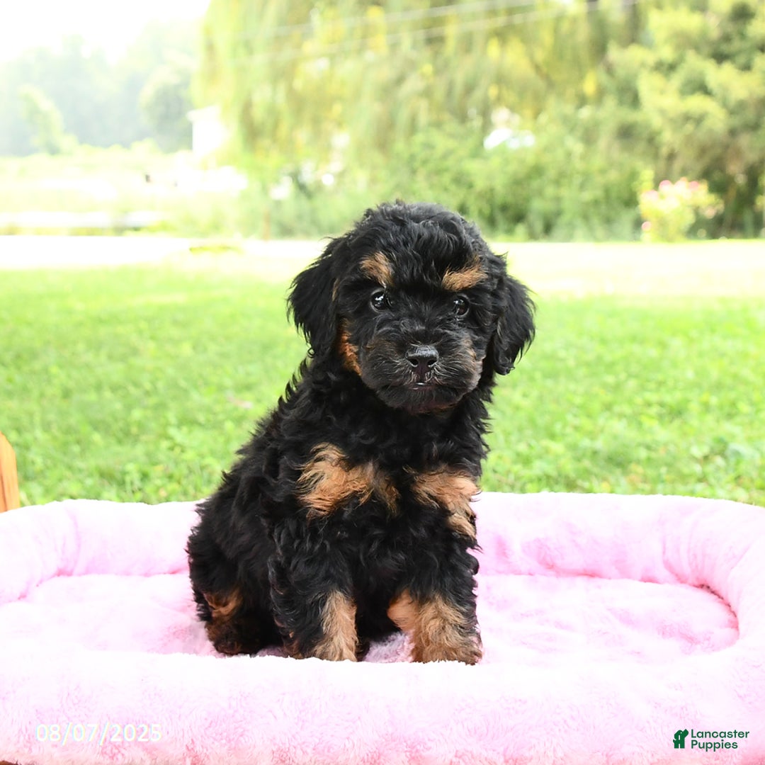 Miniature Poodle dogs for sale: Ellie - Image 5