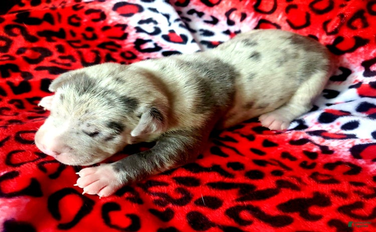 American Bully dogs for sale - Ad 5