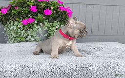 Frenchton dogs for sale: Stewie - Image 5