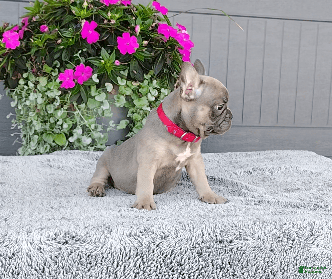 Frenchton dogs for sale: Stewie - Image 5