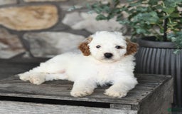 Mini Goldendoodle dogs for sale: Fluffy - Image 1