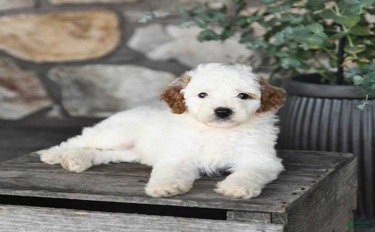 Mini Goldendoodle dogs for sale - Ad 1