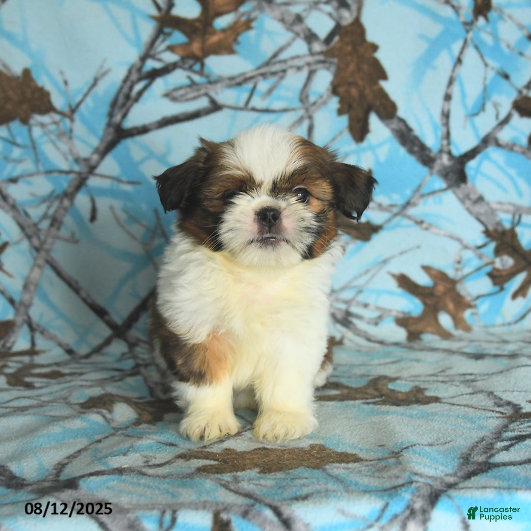 Shih Tzu dogs for sale: Stetson - Image 5