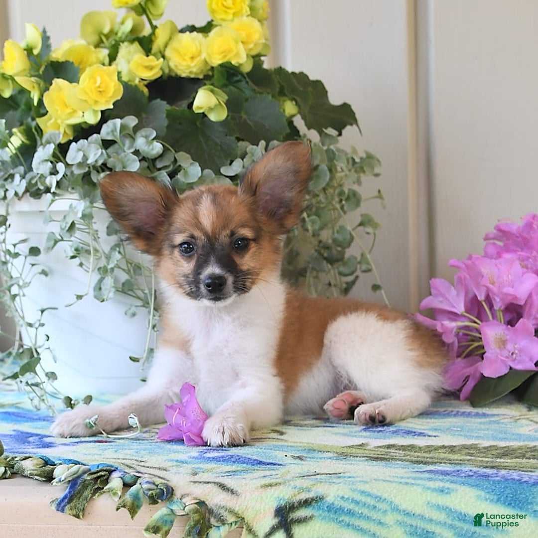Papillon dogs for sale: Pluto - Image 15