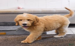 Goldendoodle dogs for sale: Goldendoodle 6 puppies - Image 7