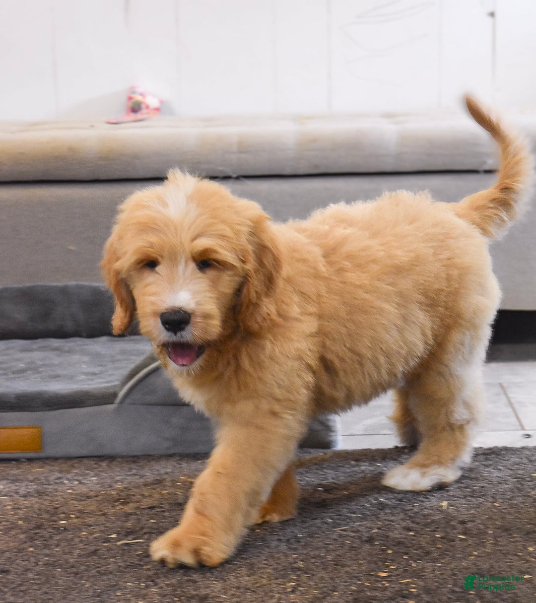 Goldendoodle dogs for sale: Goldendoodle 6 puppies - Image 7