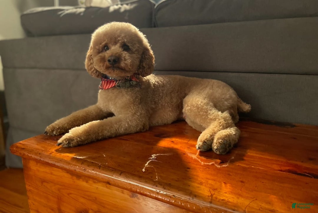 Cockapoo dogs for sale: Coal - Image 6
