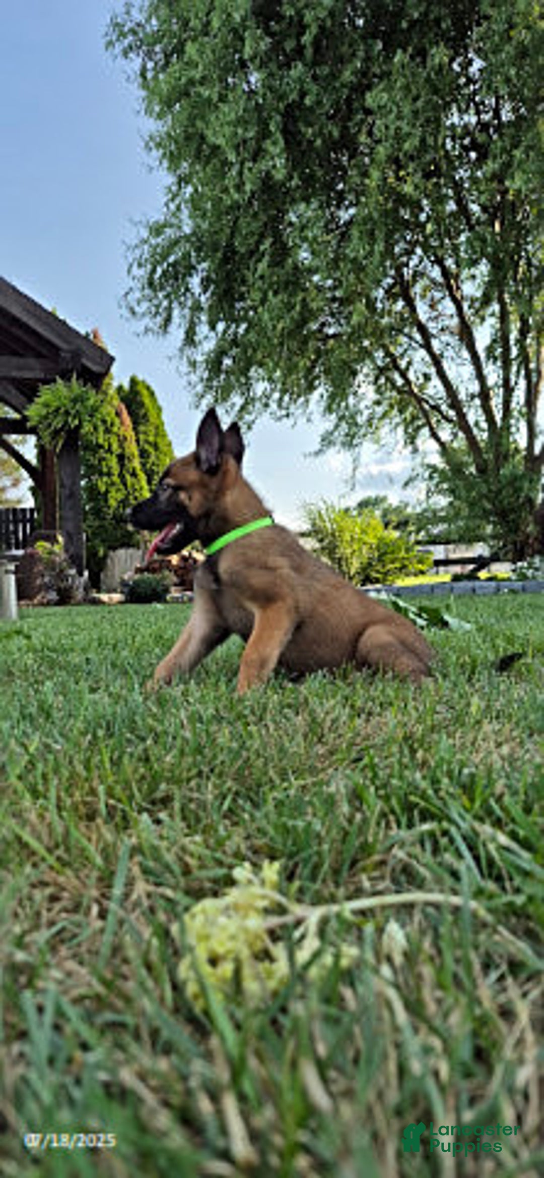 Belgian Malinois dogs for sale: Lyra - Image 3