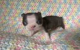 Boston Terrier dogs for sale: Lil Blue - Image 6