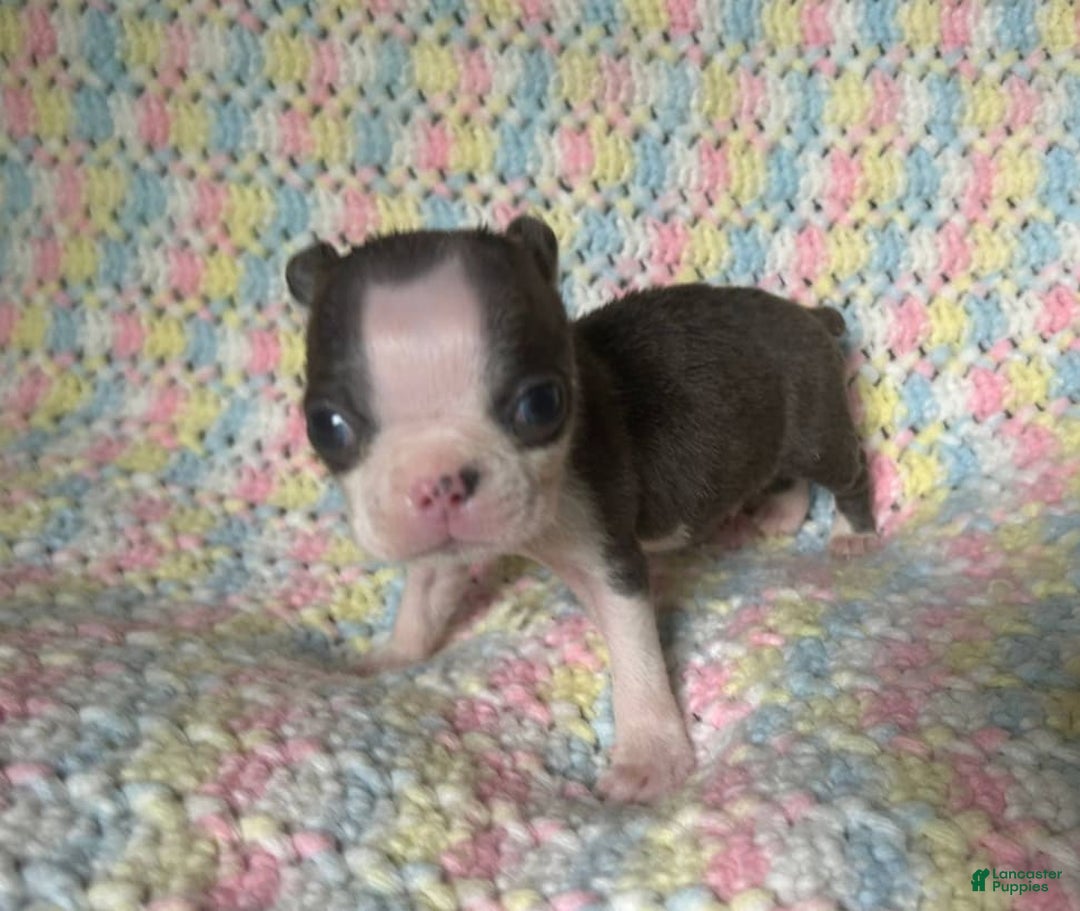 Boston Terrier dogs for sale: Lil Blue - Image 6