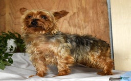 Yorkiepoo dogs for sale: Teddy - Image 11