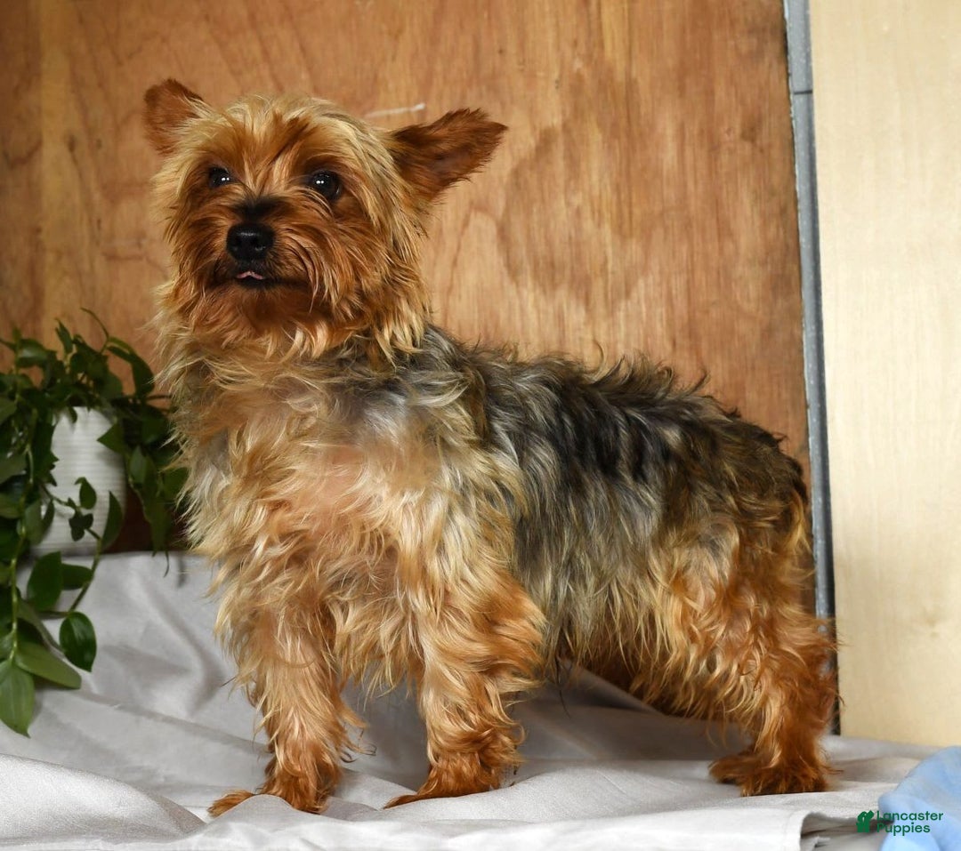 Yorkiepoo dogs for sale: Teddy - Image 11